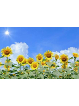 PURITY - ほたるの女の子ブログ画像