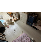 PURITY - ほたるの女の子ブログ画像