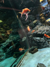 PURITY - ほたるの女の子ブログ画像