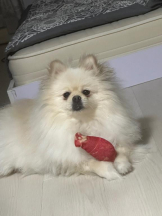 PURITY - ほたるの女の子ブログ画像