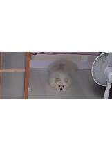 PURITY - ほたるの女の子ブログ画像