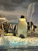 PURITY - ほたるの女の子ブログ画像