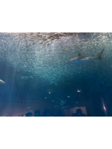 PURITY - ほたるの女の子ブログ画像