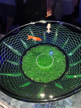 PURITY - ほたるの女の子ブログ画像