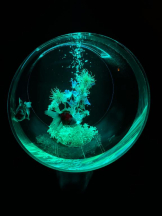 PURITY - ほたるの女の子ブログ画像