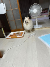 PURITY - ほたるの女の子ブログ画像