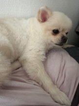 PURITY - ほたるの女の子ブログ画像