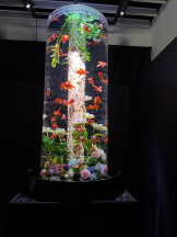 PURITY - ほたるの女の子ブログ画像