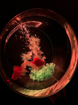 PURITY - ほたるの女の子ブログ画像