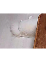 PURITY - ほたるの女の子ブログ画像