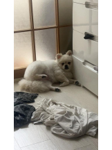 PURITY - ほたるの女の子ブログ画像