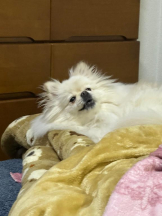 PURITY - ほたるの女の子ブログ画像