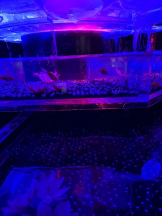 PURITY - ほたるの女の子ブログ画像