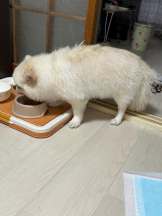 PURITY - ほたるの女の子ブログ画像