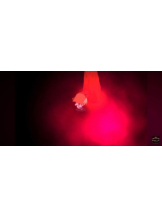 PURITY - ほたるの女の子ブログ画像