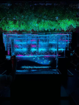 PURITY - ほたるの女の子ブログ画像