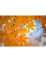 PURITY - ほたるの女の子ブログ画像