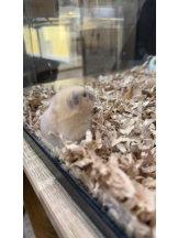 PURITY - ほたるの女の子ブログ画像