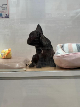 PURITY - ほたるの女の子ブログ画像