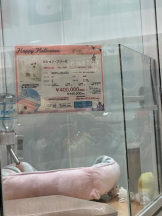 PURITY - ほたるの女の子ブログ画像