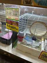 PURITY - ほたるの女の子ブログ画像