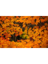 PURITY - ほたるの女の子ブログ画像