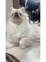 PURITY - ほたるの女の子ブログ画像