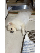 PURITY - ほたるの女の子ブログ画像