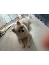 PURITY - ほたるの女の子ブログ画像