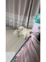 PURITY - ほたるの女の子ブログ画像