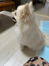 PURITY - ほたるの女の子ブログ画像