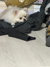 PURITY - ほたるの女の子ブログ画像