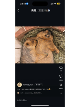 PURITY - ほたるの女の子ブログ画像