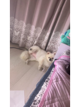 PURITY - ほたるの女の子ブログ画像