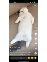 PURITY - ほたるの女の子ブログ画像