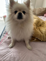 PURITY - ほたるの女の子ブログ画像