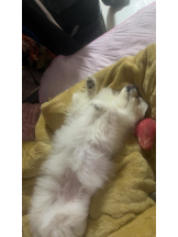 PURITY - ほたるの女の子ブログ画像