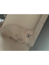 PURITY - ほたるの女の子ブログ画像