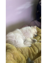 PURITY - ほたるの女の子ブログ画像