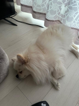 PURITY - ほたるの女の子ブログ画像