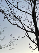 PURITY - ほたるの女の子ブログ画像