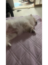 PURITY - ほたるの女の子ブログ画像