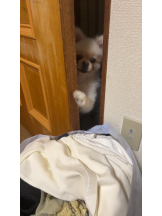 PURITY - ほたるの女の子ブログ画像