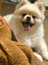 PURITY - ほたるの女の子ブログ画像