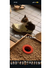 PURITY - ほたるの女の子ブログ画像