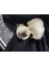 PURITY - ほたるの女の子ブログ画像