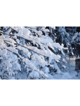 PURITY - ほたるの女の子ブログ画像