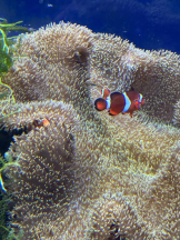 PURITY - ほたるの女の子ブログ画像