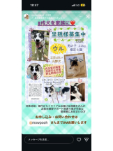 PURITY - ほたるの女の子ブログ画像