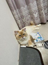 PURITY - ほたるの女の子ブログ画像